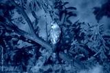 preview cold