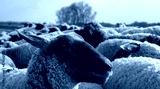 preview cold