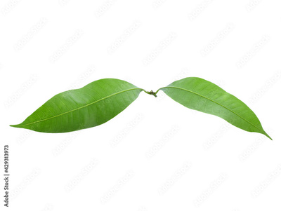 image to crop