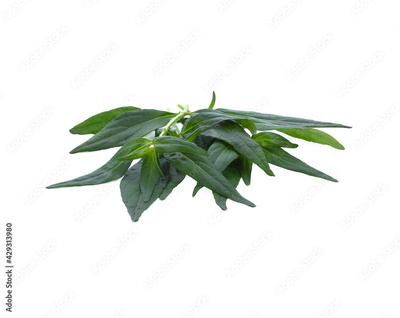 image to crop