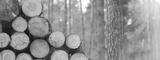 preview bw