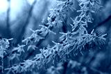 preview cold