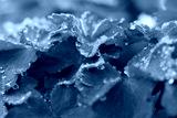 preview cold