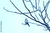 preview cold