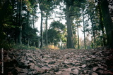 preview original