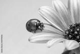 preview bw