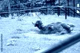 preview cold