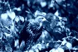 preview cold