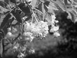 preview bw