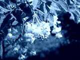preview cold