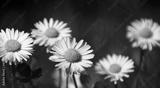 preview bw
