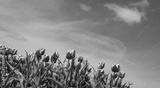 preview bw