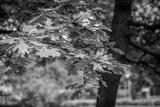 preview bw