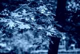 preview cold