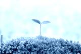 preview cold