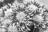 preview bw