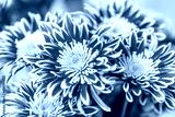preview cold