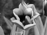 preview bw