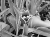 preview bw