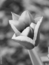 preview bw