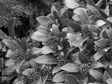 preview bw