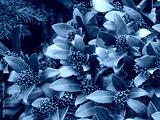 preview cold