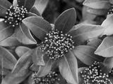 preview bw