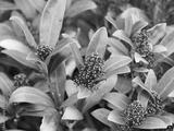 preview bw