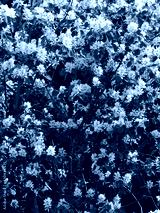 preview cold