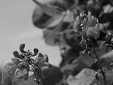 preview bw