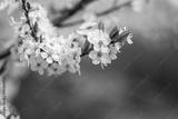 preview bw
