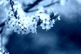 preview cold