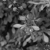 preview bw