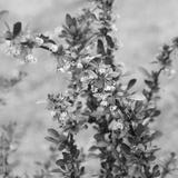 preview bw