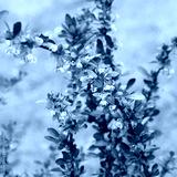 preview cold