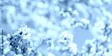preview cold
