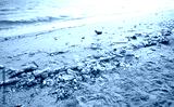 preview cold