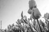 preview bw