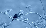 preview cold