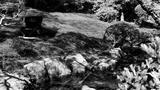 preview bw