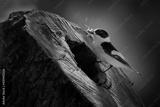 preview bw