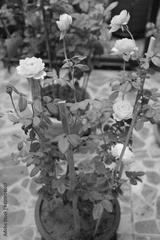 preview bw
