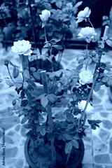 preview cold