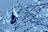 preview cold
