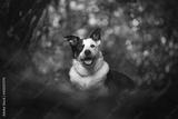 preview bw