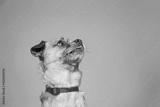 preview bw