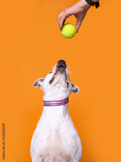 image to crop
