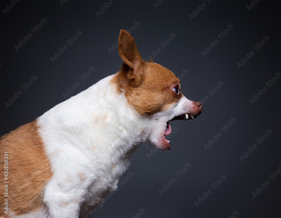 image to crop