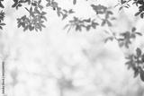 preview bw