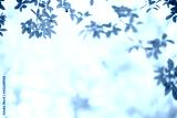 preview cold